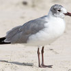 Laughing Gull